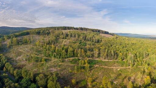 Panorama vom Waldsterben im Taunus durch den Borkenkäfer und Klimawandel Luftaufnahme mit Drohne, Deutschland nahe Oberursel