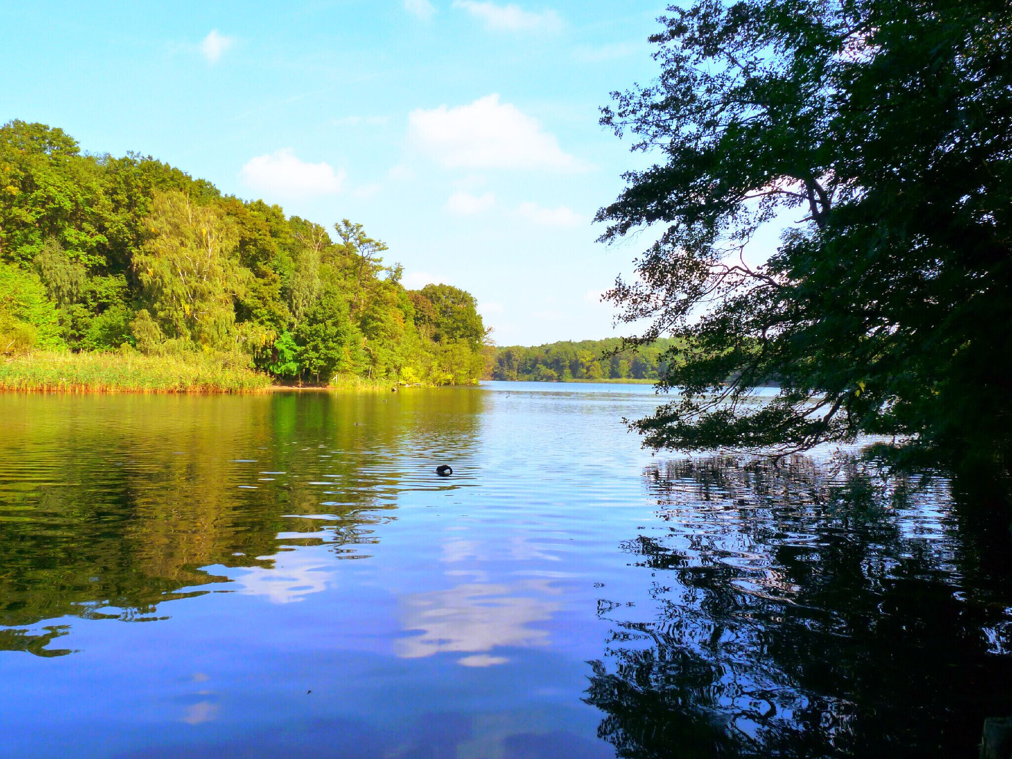 Un lago tranquilo rodeado de un bosque frondoso y un cielo despejado.