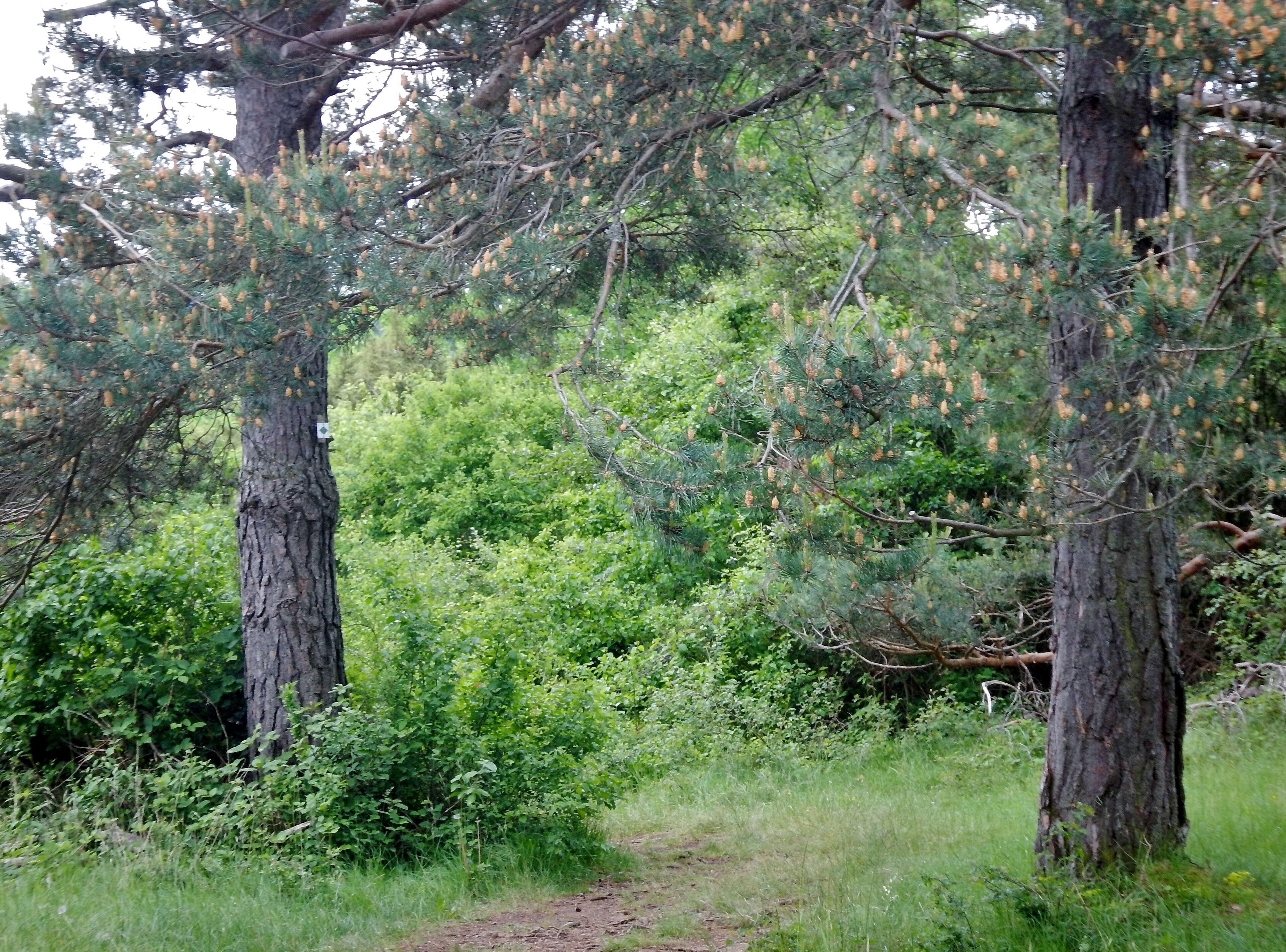Naturschutzgebiet Büchelberg, Kiefern am Schwarzwald-Schwäbische-Alb-Allgäu-Weg (HW 5).