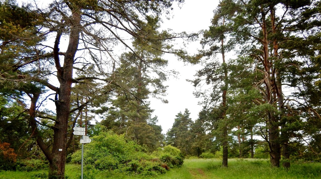 Naturschutzgebiet Büchelberg, Schwarzwald-Schwäbische-Alb-Allgäu-Weg (HW 5)