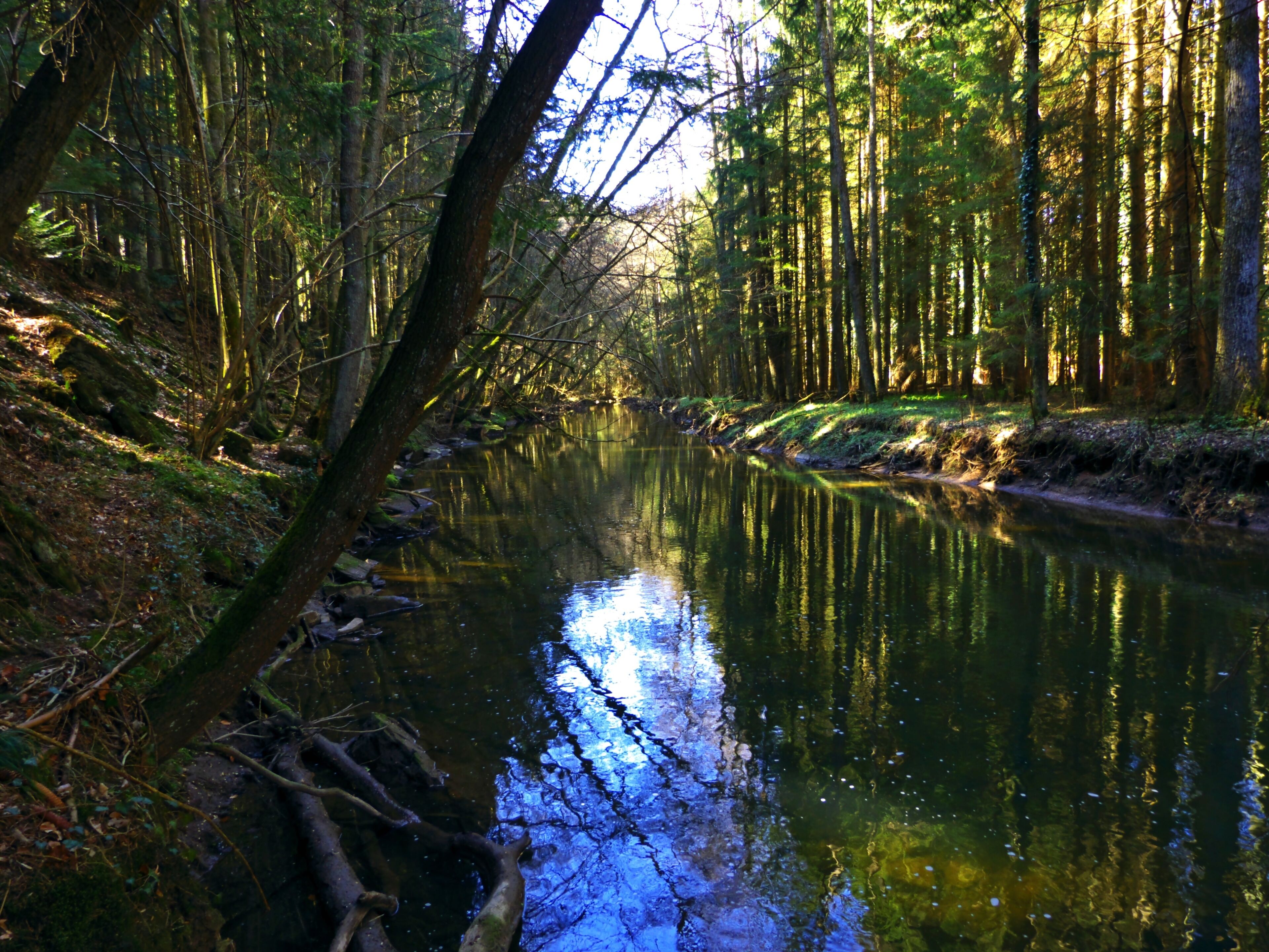 A calm river reflecting trees and sunlight.