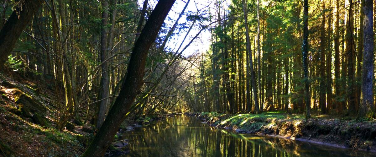 A calm river reflecting trees and sunlight.
