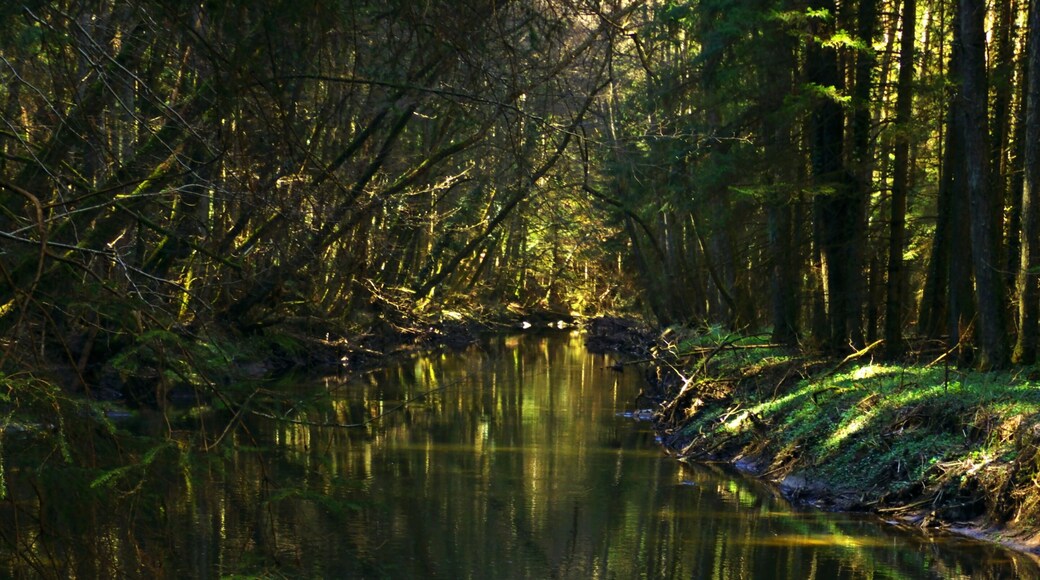 I Forgot The Fishing Rod