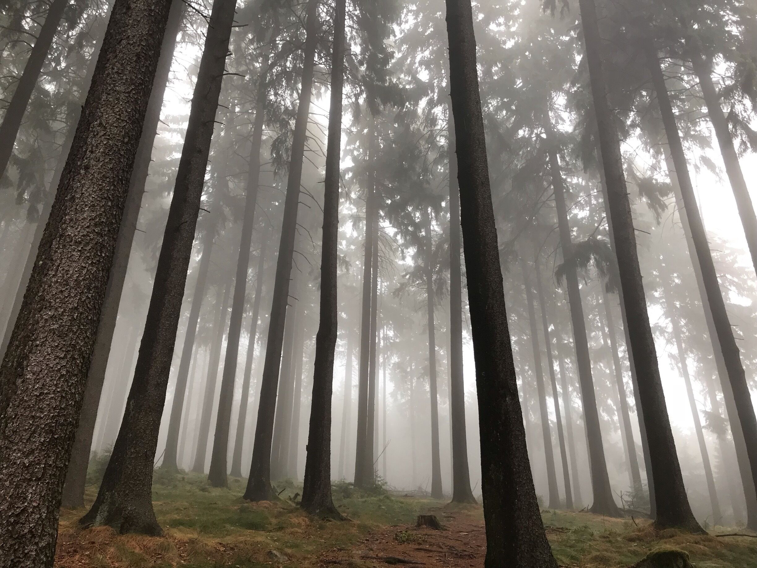 This photo was taken mid day hiking in Kronberg I’m Taunas, Germany. #nofilter #shotonaniphone 
#greatoutdoors