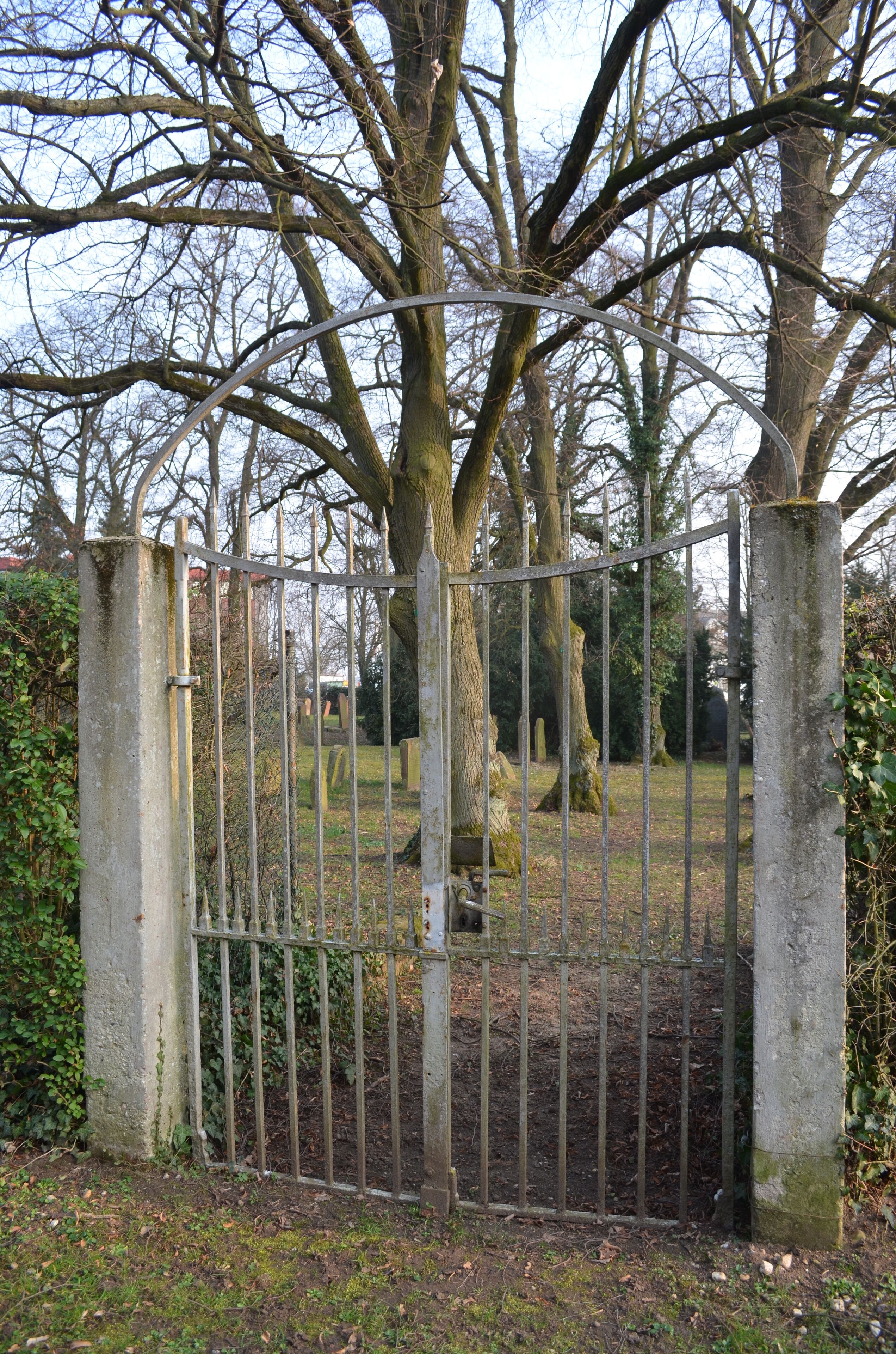 A metal gate with a tree in the background.