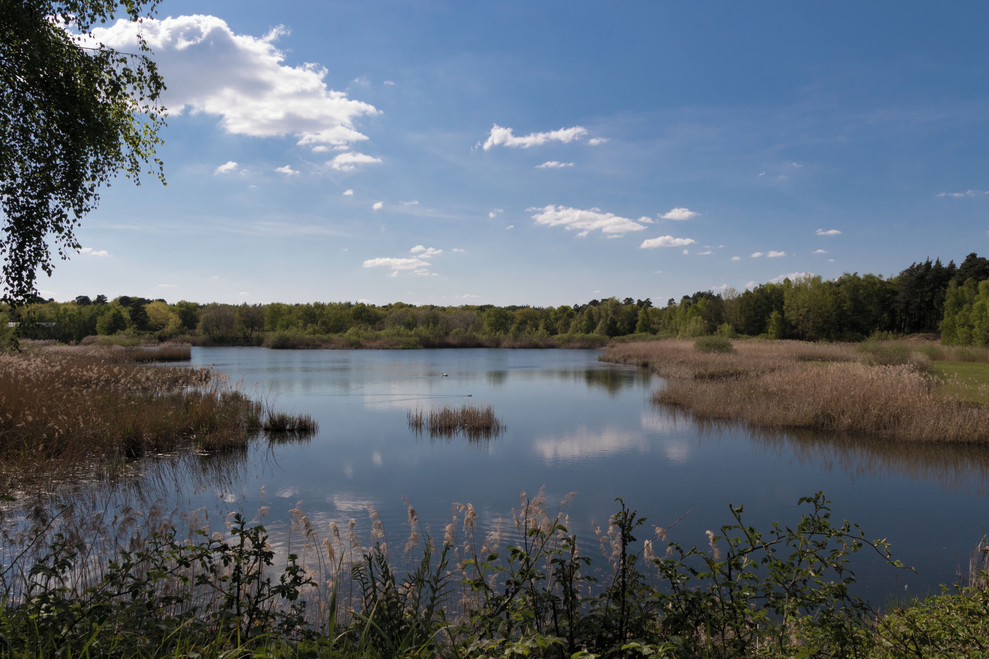 Naturschutzgebiet „See am Goldberg“ in Heusenstamm – Im dicht bevölkerten Rhein-Main-Gebiet sind natürliche Lebensräume für einheimische Tiere oft nur noch in geringer Anzahl und Größe vertreten. Das Naturschutzgebiet See am Goldberg liegt in einem Waldgebiet zwischen den Städten Heusenstamm und Obertshausen im Stadtgebiet von Heusenstamm. Besonders für Wasservögel wie den Haubentaucher, das Blässhuhn und den Höckerschwan bietet dieses eingezäunte Schutzgebiet eine sichere Ruhezone. Ein Luxus, der auch gerne regelmäßig von diversen Zugvögeln genutzt wird.