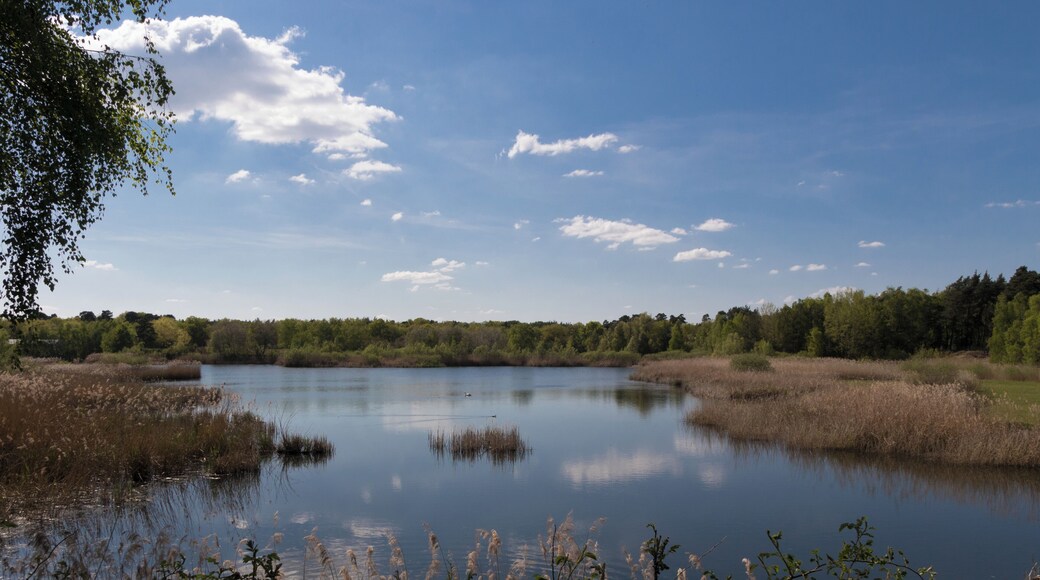 Naturschutzgebiet „See am Goldberg“ in Heusenstamm – Im dicht bevölkerten Rhein-Main-Gebiet sind natürliche Lebensräume für einheimische Tiere oft nur noch in geringer Anzahl und Größe vertreten. Das Naturschutzgebiet See am Goldberg liegt in einem Waldgebiet zwischen den Städten Heusenstamm und Obertshausen im Stadtgebiet von Heusenstamm. Besonders für Wasservögel wie den Haubentaucher, das Blässhuhn und den Höckerschwan bietet dieses eingezäunte Schutzgebiet eine sichere Ruhezone. Ein Luxus, der auch gerne regelmäßig von diversen Zugvögeln genutzt wird.