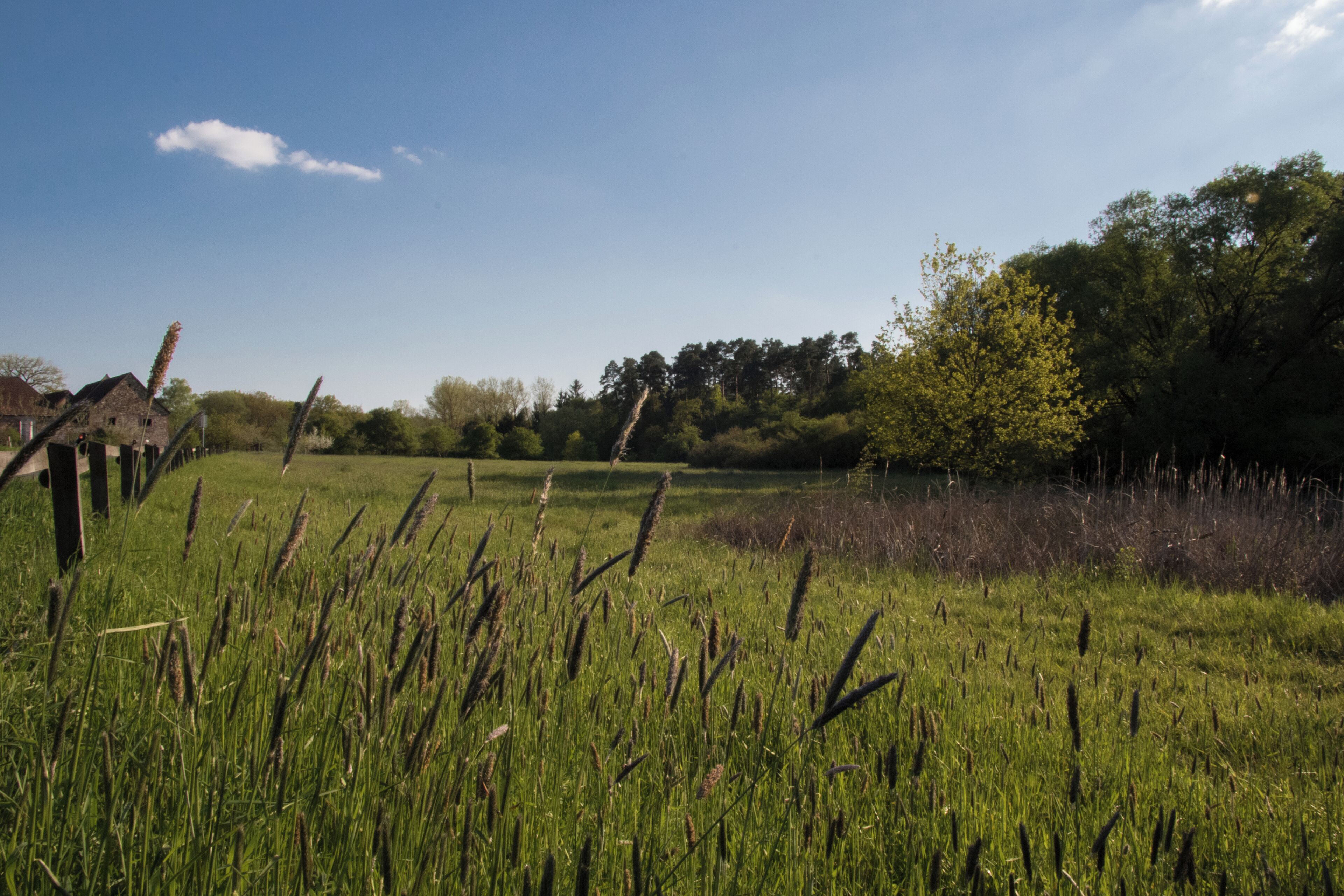 Naturschutzgebiet „Nachtweide von Patershausen“ in Heusenstamm, Bereich nördlich vom Hofgut (Gebäude am linken Bildrand) – Als Nachtweide, auch Upstall, wurde früher ein eingegrenztes Feldstück bezeichnet, denjenigen Zugtieren zum nächtlichen Weiden vorbehalten, die tagsüber für die Landwirtschaft genutzt wurden. Die Nachtweide von Patershausen, diente einst vermutlich genau diesem Zweck. Heute ist sie ein 17,77 Hektar großes Naturschutzgebiet südlich der Stadt Heusenstamm. Auf den ersten Blick wirkt dieser grüne Fleck im Herzen des Heusenstammer Waldes unscheinbar, doch birgt er mit vereinzelten Sumpfgebieten seltene Fauna in Form einer großen Population des vom Aussterben bedrohten Laubfrosches und zugleich Nährboden für den in dieser Region einzigartigen Magerrasen. Das historische Hofgut von Patershausen (zu sehen im linken Bildrand), geht auf eine Klostergründung der Benediktiner zurück, die wahrscheinlich im Jahr 806 erfolgte. Gegenwärtig fungiert das Hofgut als Bio-Hofladen und ist zugleich durch seine naturreiche Umgebung ein beliebtes Familienausflugsziel der Rhein-Main-Region.