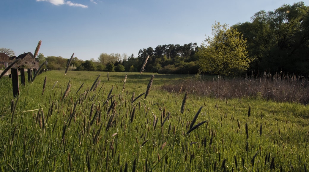 Naturschutzgebiet „Nachtweide von Patershausen“ in Heusenstamm, Bereich nördlich vom Hofgut (Gebäude am linken Bildrand) – Als Nachtweide, auch Upstall, wurde früher ein eingegrenztes Feldstück bezeichnet, denjenigen Zugtieren zum nächtlichen Weiden vorbehalten, die tagsüber für die Landwirtschaft genutzt wurden. Die Nachtweide von Patershausen, diente einst vermutlich genau diesem Zweck. Heute ist sie ein 17,77 Hektar großes Naturschutzgebiet südlich der Stadt Heusenstamm. Auf den ersten Blick wirkt dieser grüne Fleck im Herzen des Heusenstammer Waldes unscheinbar, doch birgt er mit vereinzelten Sumpfgebieten seltene Fauna in Form einer großen Population des vom Aussterben bedrohten Laubfrosches und zugleich Nährboden für den in dieser Region einzigartigen Magerrasen. Das historische Hofgut von Patershausen (zu sehen im linken Bildrand), geht auf eine Klostergründung der Benediktiner zurück, die wahrscheinlich im Jahr 806 erfolgte. Gegenwärtig fungiert das Hofgut als Bio-Hofladen und ist zugleich durch seine naturreiche Umgebung ein beliebtes Familienausflugsziel der Rhein-Main-Region.
