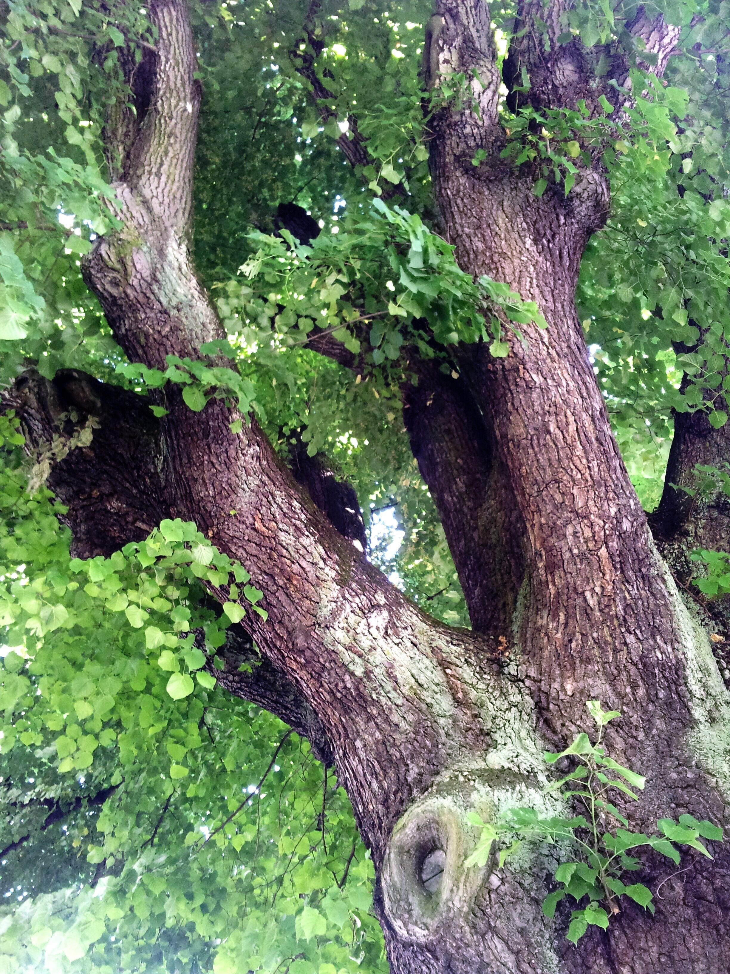 Frankfurt - Sub-Station Am Lindenbaum, view into the crown