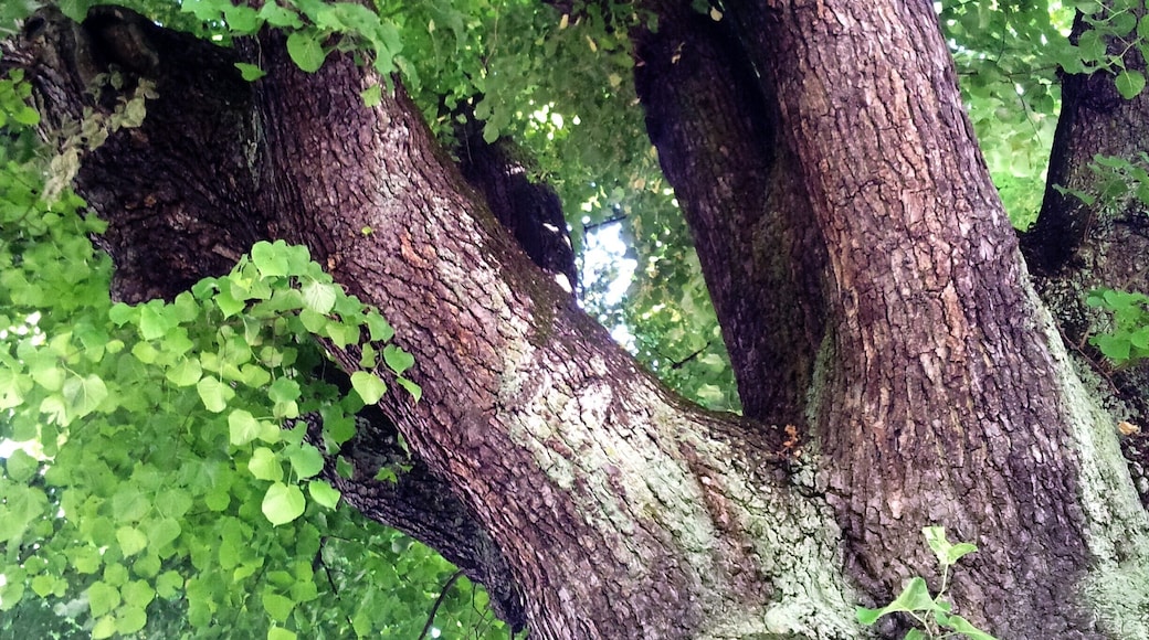 Frankfurt - Sub-Station Am Lindenbaum, view into the crown