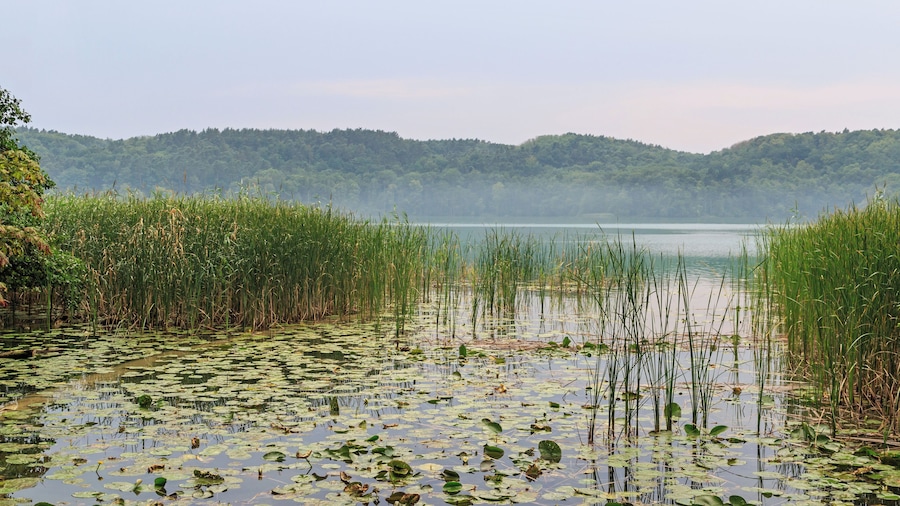 Un lago rodeado de juncos y lirios, con colinas al fondo.