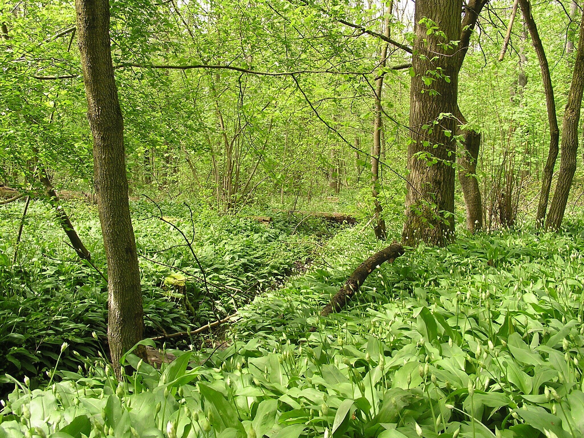Ransoms in the municipal forest of Bad Vilbel