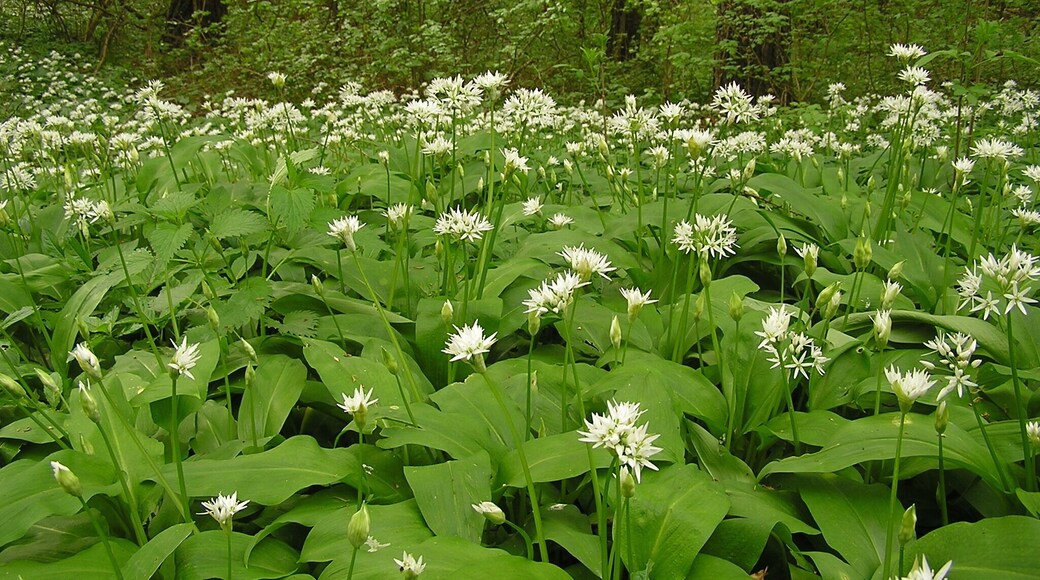 Ransoms in the municipal forest of Bad Vilbel