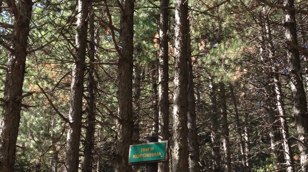 Exploring the mountain of Parnitha.