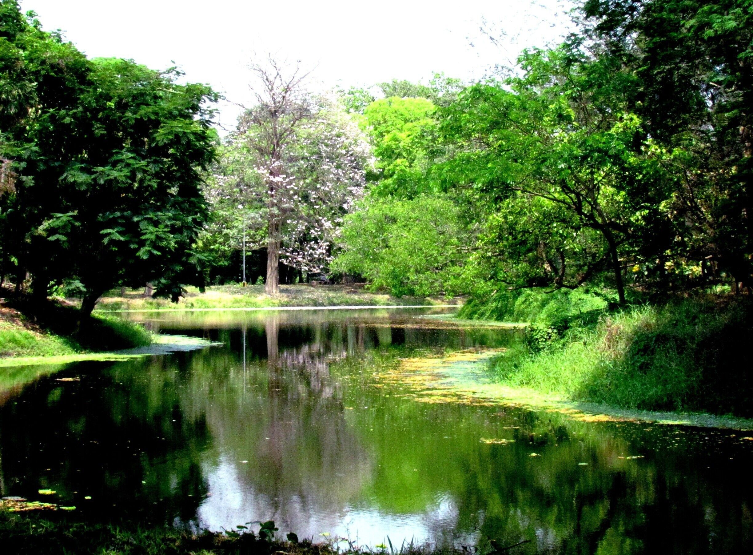 Botanical Garden in Kolkata is situated on the Bank of River Hooghly