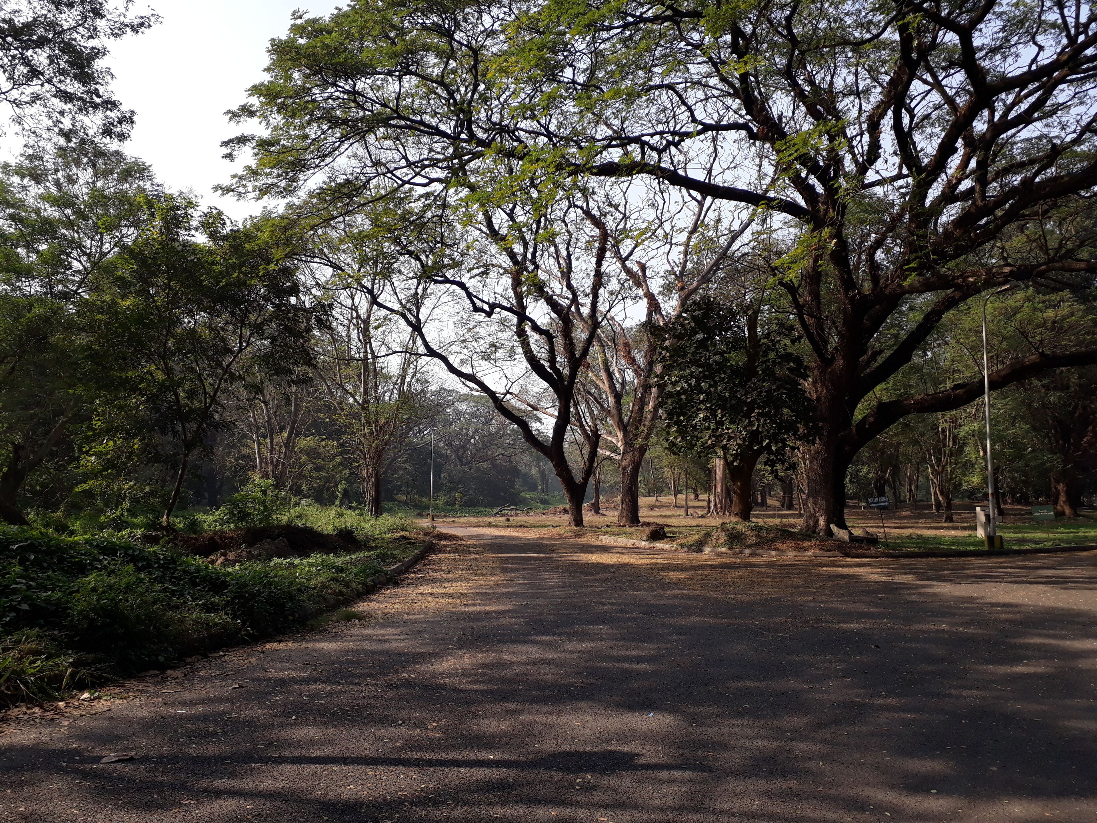 If u love forests and want to know about trees then u just come this place.