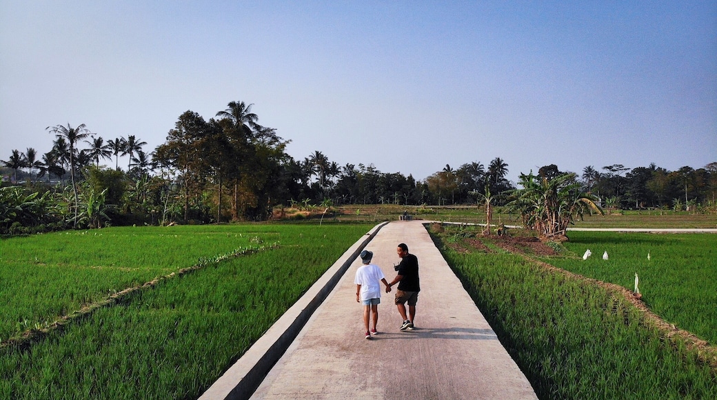 Siang di pematang sawah.