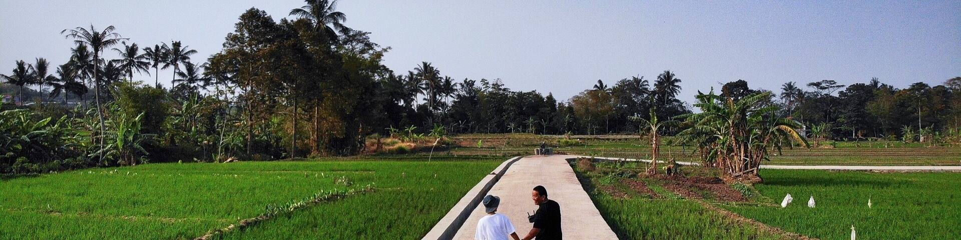 Siang di pematang sawah.