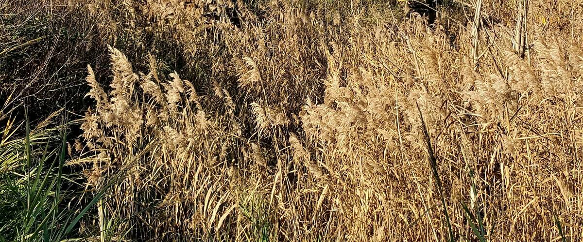 Area di ritrovamento e resti del Mausoleo di Tor di Quinto a Roma, vicino al Tiro a segno nazionale.