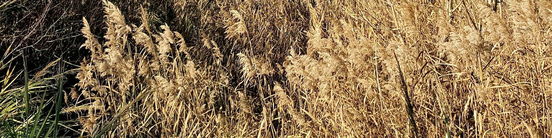 Area di ritrovamento e resti del Mausoleo di Tor di Quinto a Roma, vicino al Tiro a segno nazionale.