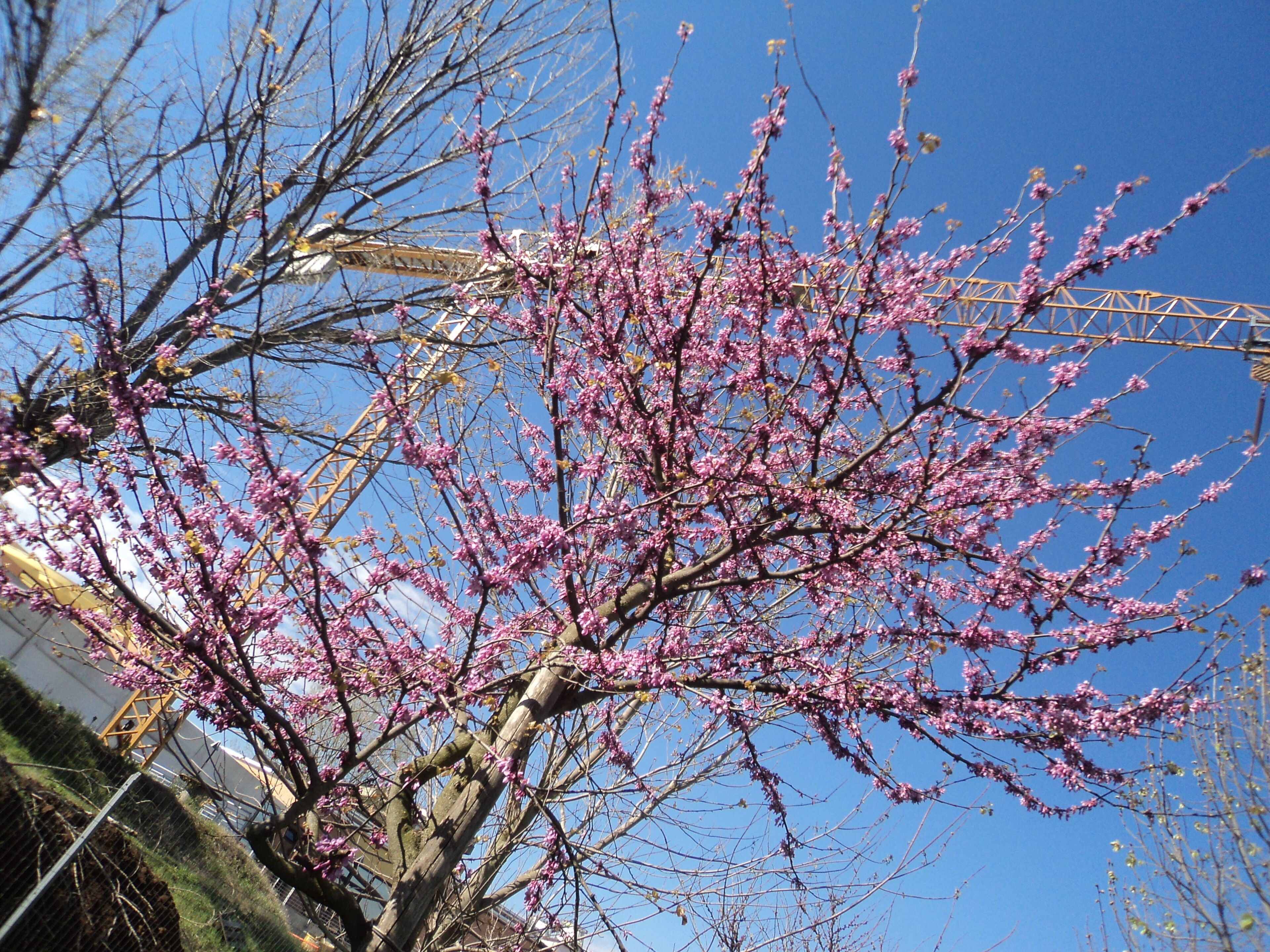 Prunus persica in April in Rome