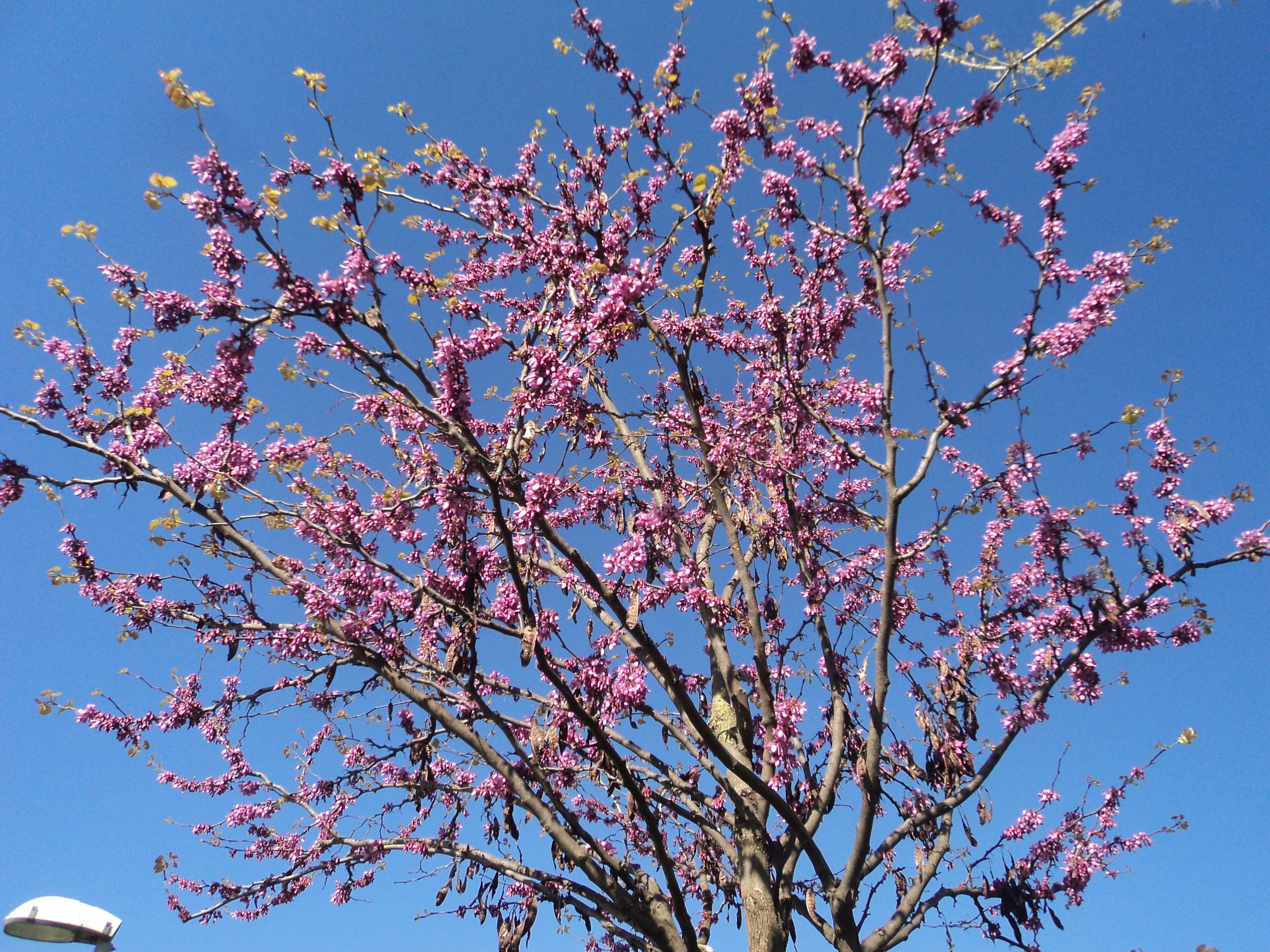 Prunus persica in April in Rome