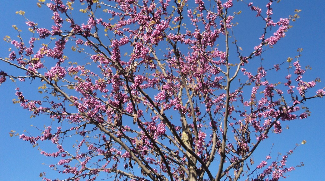 Prunus persica in April in Rome