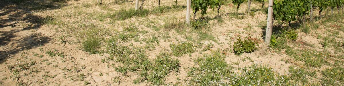 Vigneti Eretini - Colli della Sabina