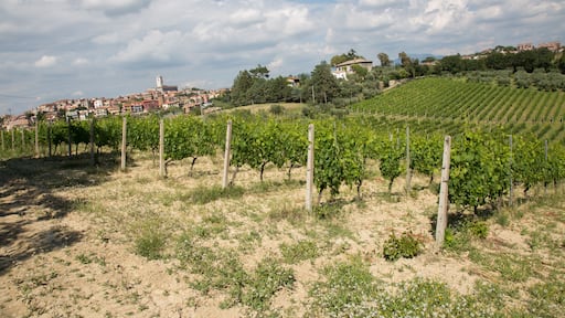 Vigneti Eretini - Colli della Sabina