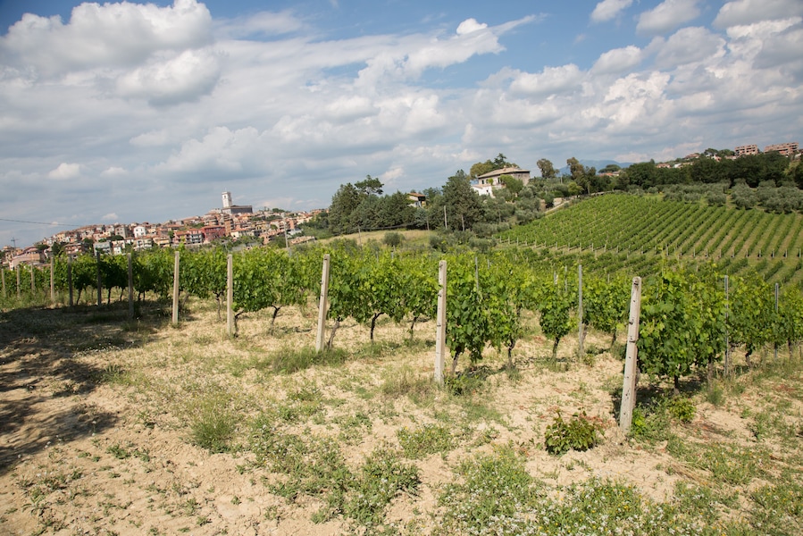 Vigneti Eretini - Colli della Sabina