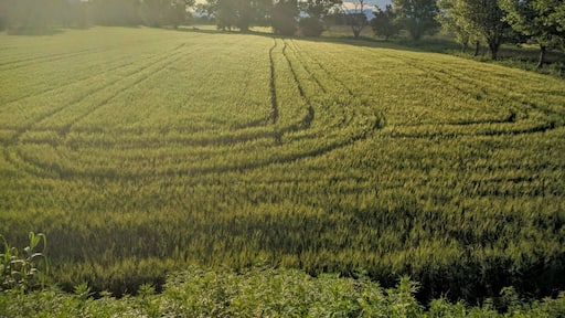 campo di grano