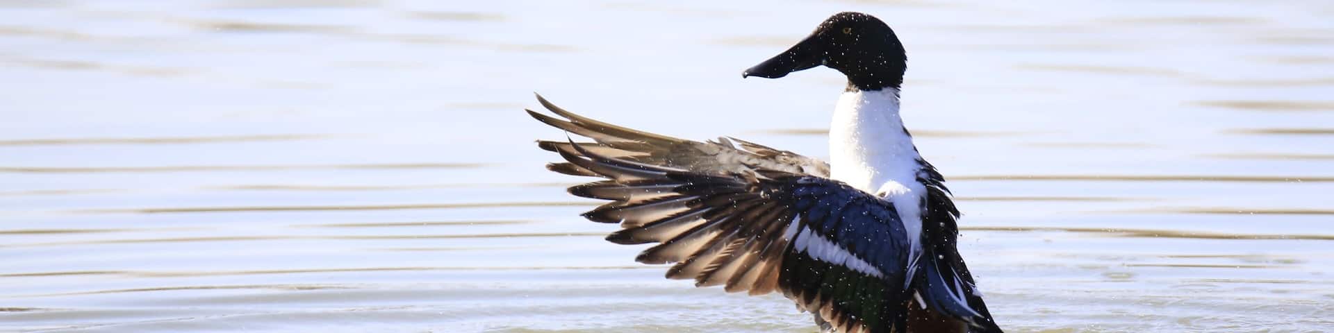 Anas clypeata (male)
