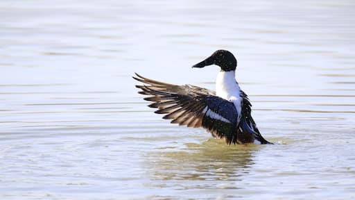 Anas clypeata (male)