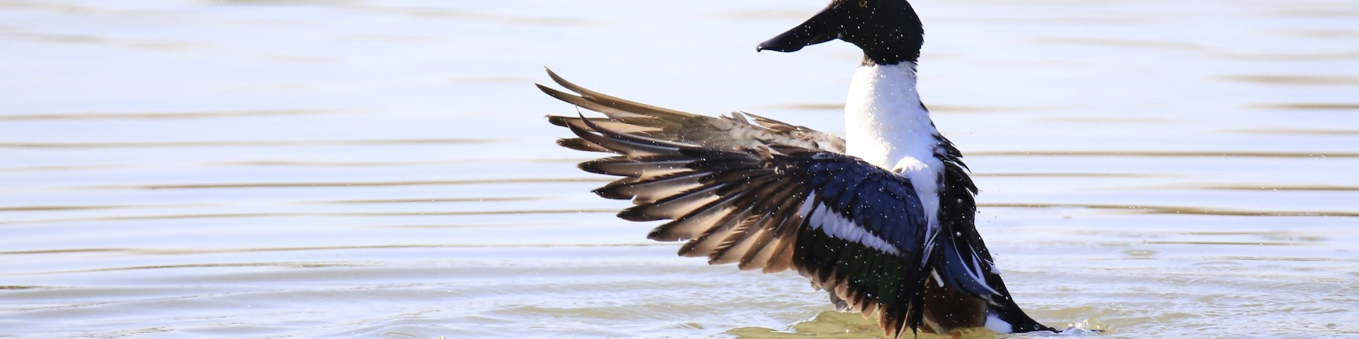 Anas clypeata (male)