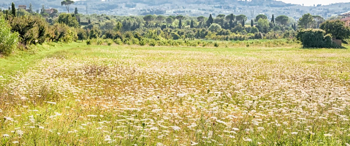 A field of white flowers with a backdrop of trees and hills.