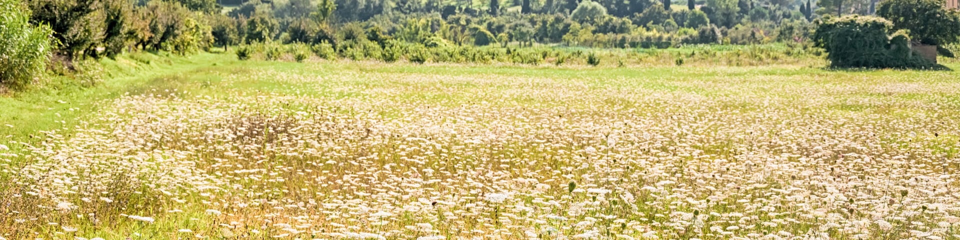 A field of white flowers with a backdrop of trees and hills.