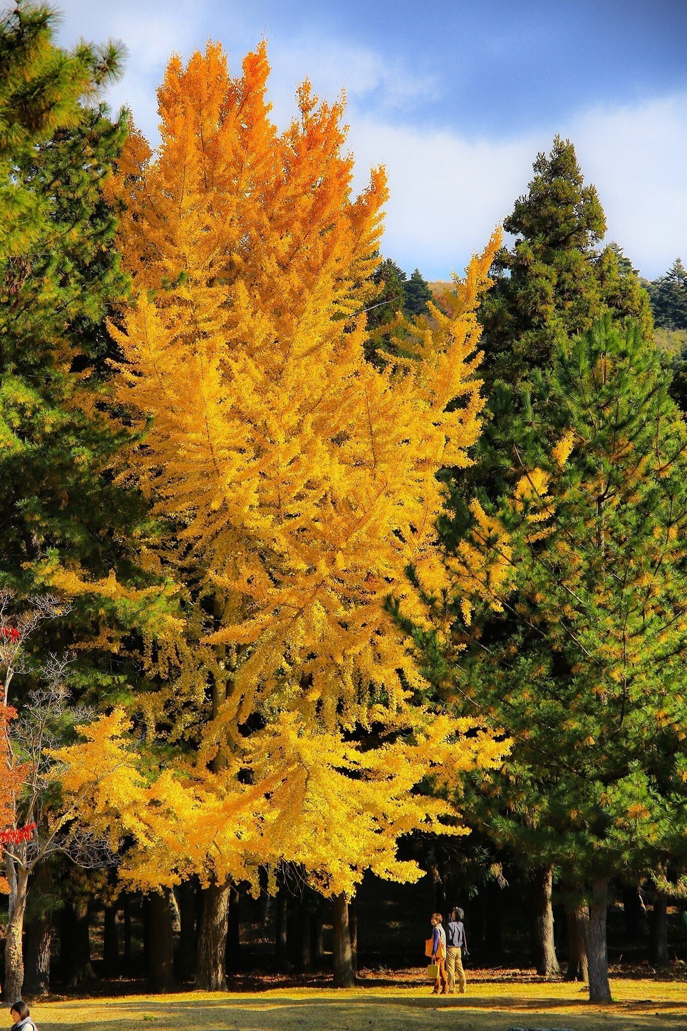 A very big tree with yellow autumn leaves in Nara Toudaiji Temple in Japan
