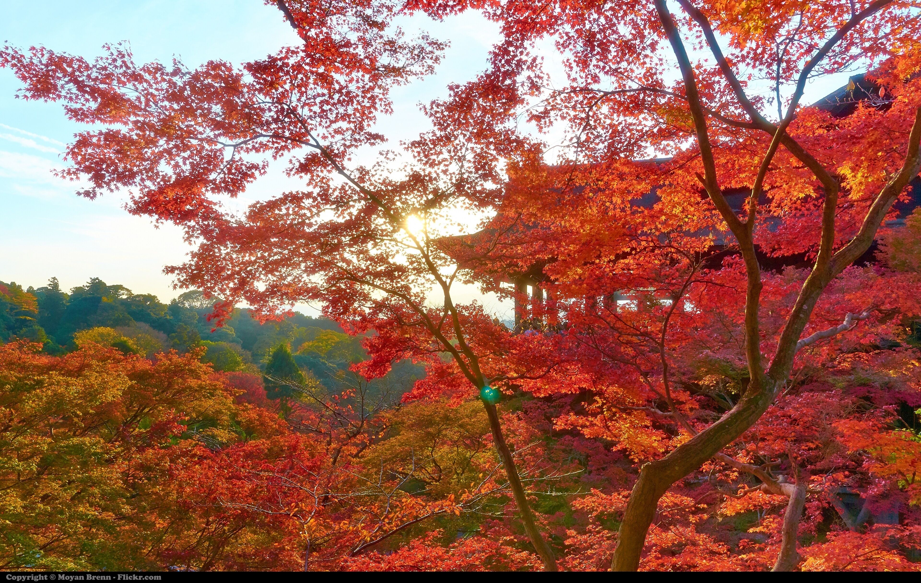 A forest with autumn foliage, a green streetlight, and a sun setting in the background.