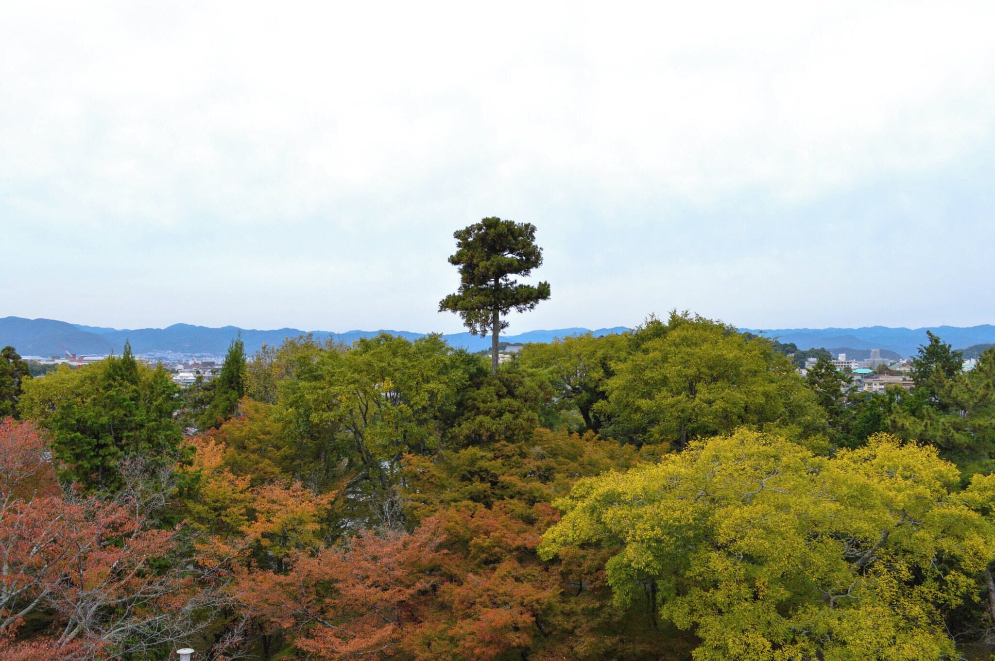 500px provided description: Non Conformist [#sky ,#landscape ,#nature ,#travel ,#tree ,#summer ,#fall ,#leaf ,#season ,#wood ,#mountain ,#flora ,#hill ,#panoramic ,#outdoors ,#environment ,#no person]
