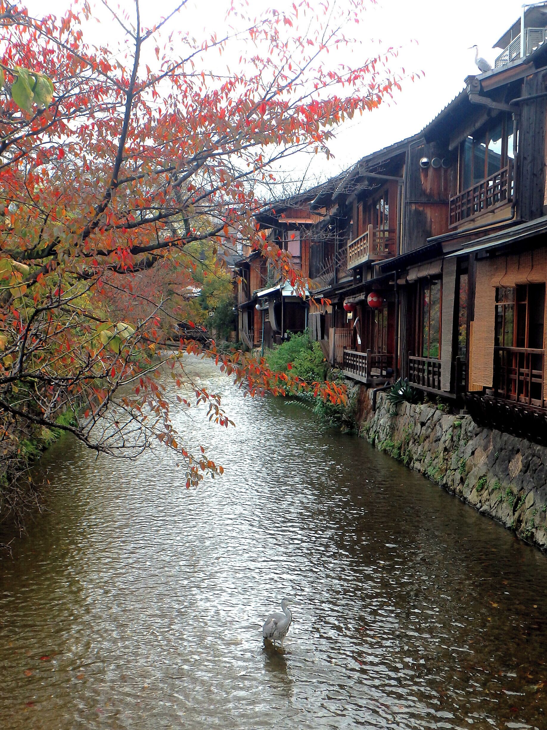 This time of the year, with the leaves changing colour, really makes for fantastic views in Kyoto. The Gion district is perfect for this as it's an oasis of tradition and quiet in a bustling city! 