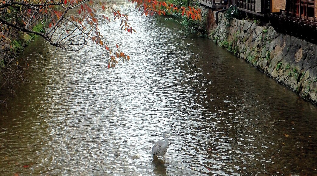 This time of the year, with the leaves changing colour, really makes for fantastic views in Kyoto. The Gion district is perfect for this as it's an oasis of tradition and quiet in a bustling city!