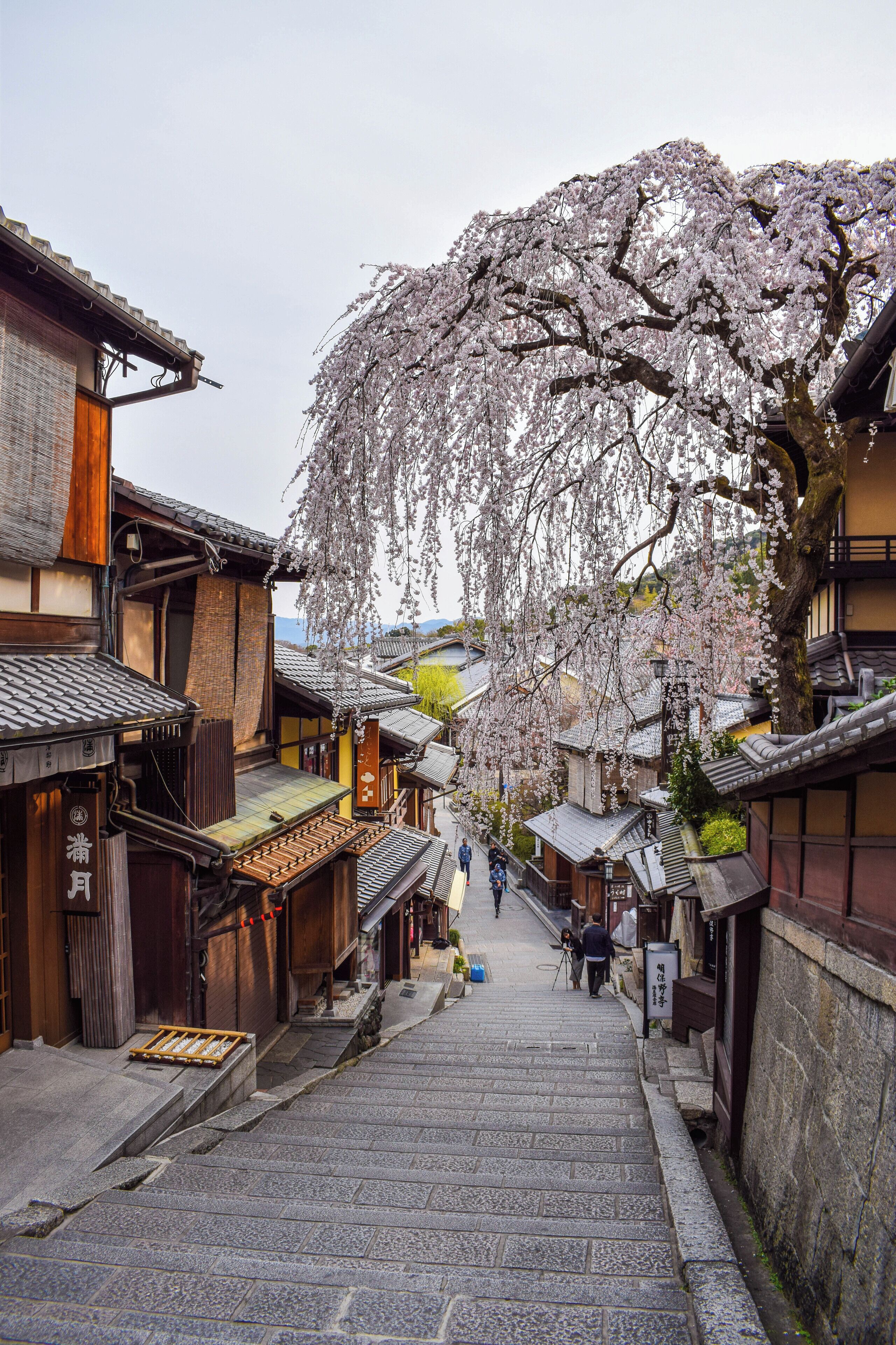 The area of #Gion in #Kyoto is the traditional, cultural pulse of #Japan (also home to many #cherryblossoms in the #spring). I took this photo around 8:20 AM in early April when there were few people on the streets (an uncommon scene during peak cherry blossom season in Kyoto.) 
I noticed that in Japan, folks don't start their day until later (after 8:30 AM), unlike in Europe where if you're not at an attraction prior to 5AM, there are going to be a billion other people in your shot. We took a moment to bask in the peacefulness of the moment.
#Lifeatexpedia
#Travel
#Culture