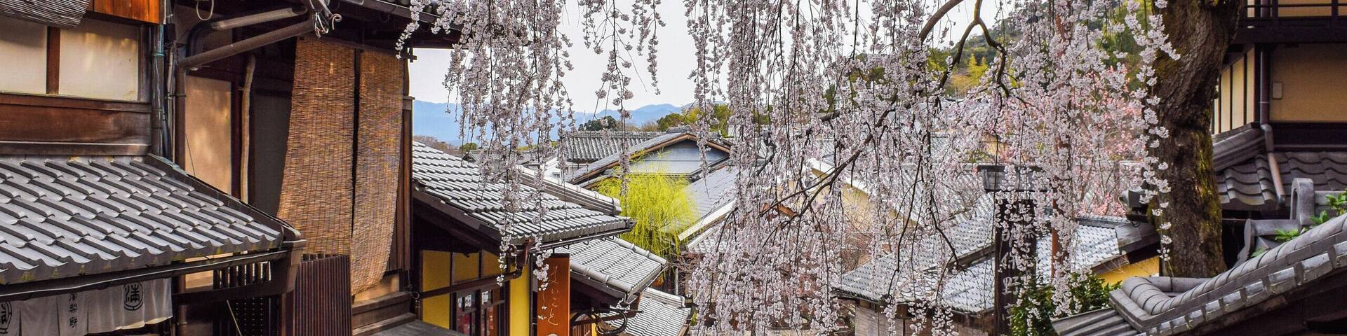 A narrow street flanked by traditional wooden buildings with a cherry blossom tree in full bloom.