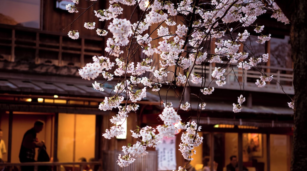 Springtime in Kyoto's Gion district. #asia #japan #kyoto #gion #sakura #streetphotography #travel