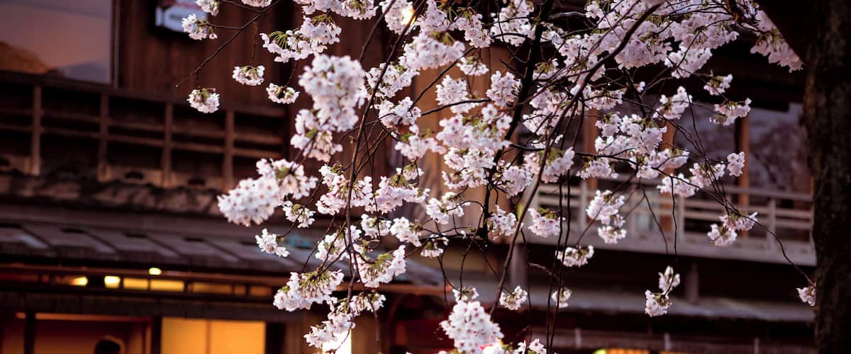 Springtime in Kyoto's Gion district. #asia #japan #kyoto #gion #sakura #streetphotography #travel