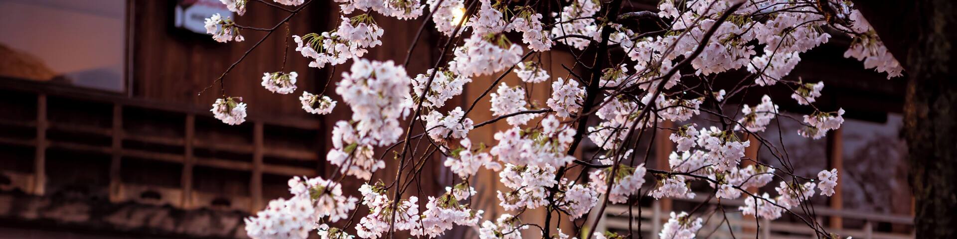 Springtime in Kyoto's Gion district. #asia #japan #kyoto #gion #sakura #streetphotography #travel