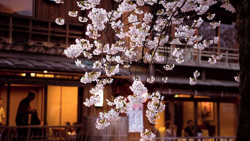 Springtime in Kyoto's Gion district. #asia #japan #kyoto #gion #sakura #streetphotography #travel