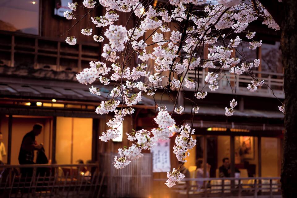 Cherry blossoms in full bloom against a backdrop of traditional Japanese architecture.