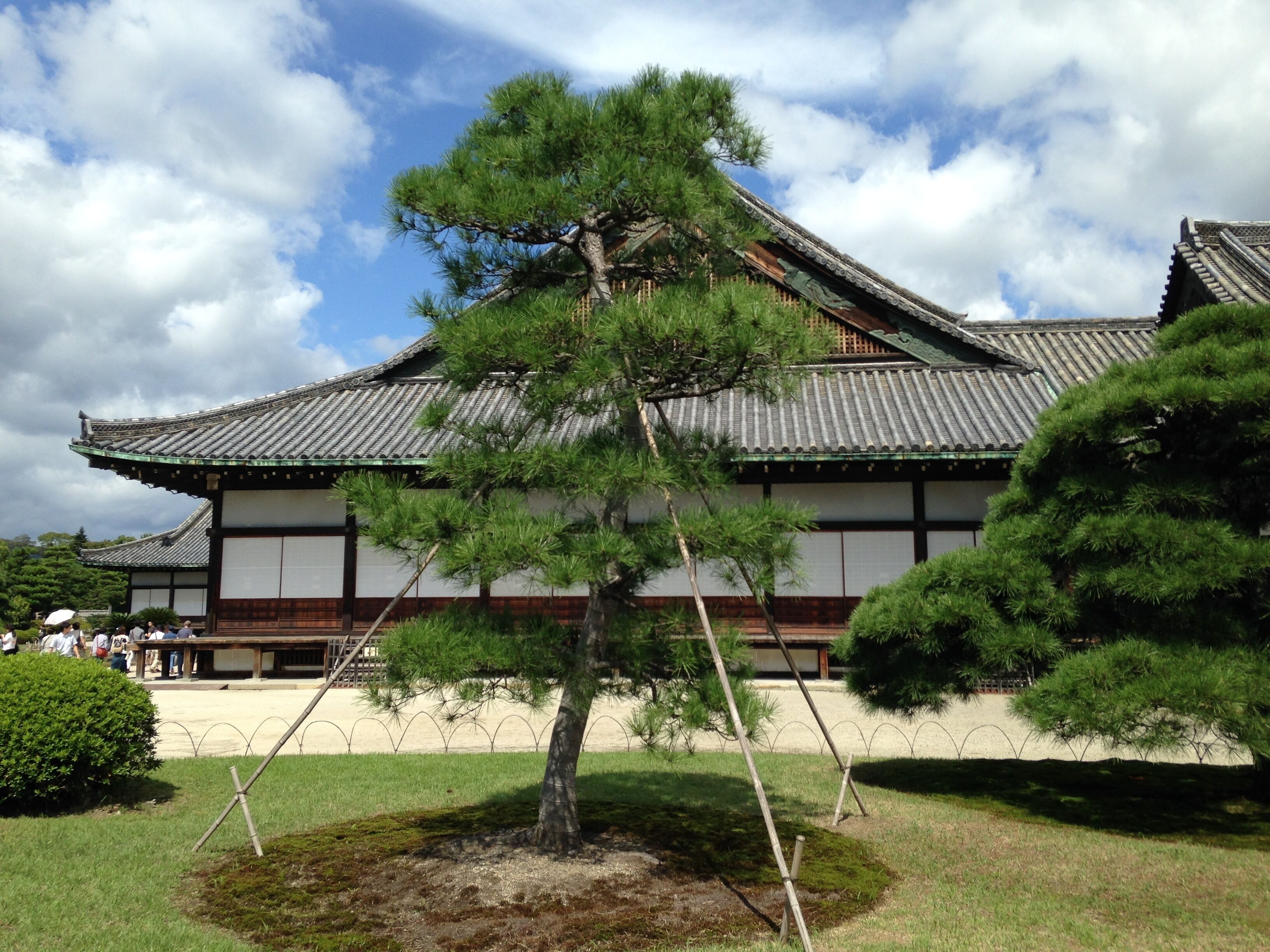 Un edificio japonés tradicional con techo de tejas y un pino en primer plano.